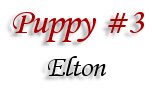Puppy #3 Elton