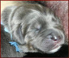 2 day old pup